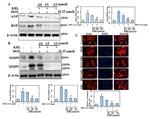 ACTA1 Antibody in Western Blot (WB)