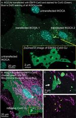 TOMM20 Antibody in Immunocytochemistry (ICC/IF)