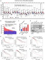 XPO6 Antibody in Western Blot (WB)