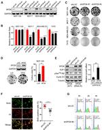 XPO6 Antibody in Western Blot (WB)