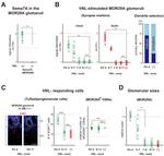 GFP Antibody in Immunohistochemistry, Immunohistochemistry (Paraffin) (IHC, IHC (P))
