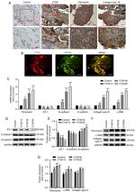 RPE65 Antibody in Immunohistochemistry (Paraffin), Immunocytochemistry (IHC (P), ICC/IF)