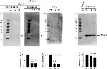 OBP2B Antibody in Western Blot (WB)