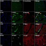 LRG1 Antibody in Immunohistochemistry (PFA fixed) (IHC (PFA))