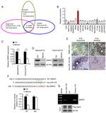 ZNRF2 Antibody in Immunohistochemistry (IHC)