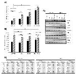LDHB Antibody in Western Blot (WB)