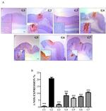 iNOS Antibody in Immunohistochemistry (IHC)
