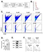 CD9 Antibody in Western Blot (WB)