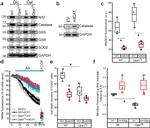 Catalase Antibody in Western Blot (WB)