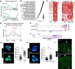Filamin A Antibody in Immunohistochemistry (PFA fixed), Immunocytochemistry (IHC (PFA), ICC/IF)