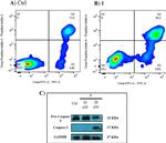 Active/Pro-Caspase 3 Antibody in Western Blot (WB)
