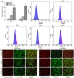 DR4 Antibody in Flow Cytometry (Flow)