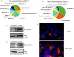 Phospho-Cdc25C (Thr48) Antibody in Immunocytochemistry (ICC/IF)