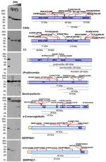 Complement C4b Antibody in Western Blot (WB)
