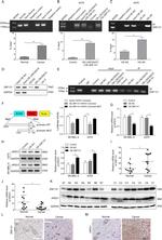 ZNF131 Antibody in Western Blot, Immunohistochemistry, ChIP Assay, RNA Immunoprecipitation (WB, IHC, ChIP, RIP)