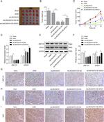 ZNF131 Antibody in Western Blot, Immunohistochemistry (WB, IHC)