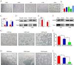 FOXQ1 Antibody in Western Blot (WB)