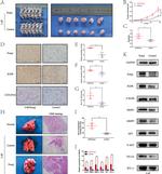 FOXQ1 Antibody in Immunohistochemistry (IHC)