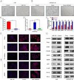 FOXQ1 Antibody in Western Blot (WB)