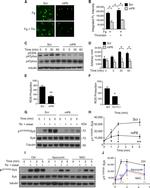 p47phox Antibody in Western Blot (WB)