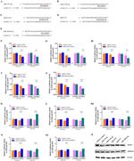 C6orf97 Antibody in Western Blot (WB)