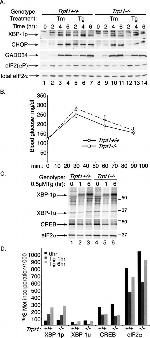 Phospho-EIF2S1 (Ser52) Antibody in Western Blot (WB)