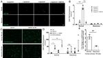 Phospho-eNOS (Ser1177) Antibody in Western Blot (WB)