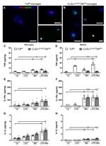 TNF alpha Antibody in Immunocytochemistry (ICC/IF)