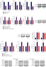 PGM5 Antibody in Western Blot (WB)