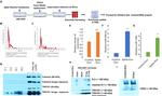SARS/SARS-CoV-2 Spike Protein S2 Antibody in Western Blot (WB)