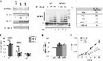 p21 Antibody in Western Blot (WB)