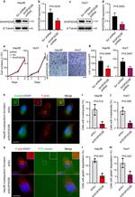 SH3PXD2B Antibody in Western Blot (WB)