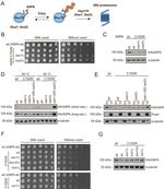 Aspartoacylase Antibody in Western Blot (WB)