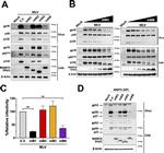MARCH8 Antibody in Western Blot (WB)