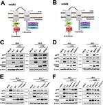 MARCH8 Antibody in Western Blot (WB)