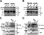 MARCH8 Antibody in Western Blot (WB)