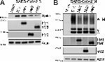 MARCH8 Antibody in Western Blot (WB)