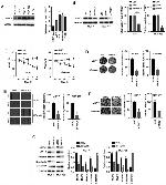 FNDC1 Antibody in Western Blot (WB)