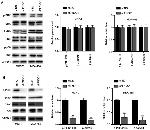 FNDC1 Antibody in Western Blot (WB)