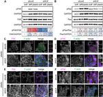 Phospho-FAK (Tyr397) Antibody in Western Blot, Immunohistochemistry (WB, IHC)