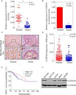 CCDC68 Antibody in Immunohistochemistry (IHC)