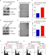 CCDC68 Antibody in Western Blot (WB)