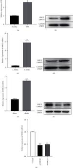 MRC2 Antibody in Western Blot (WB)