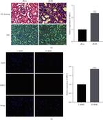 MRC2 Antibody in Immunohistochemistry (IHC)