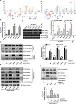 HA Tag Antibody in Western Blot (WB)