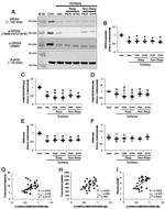 Phospho-GluR2 (Ser880) Antibody in Western Blot (WB)