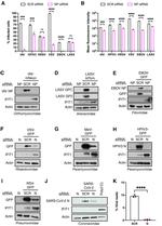 Ebola Virus NP (subtype Zaire, strain H.sapiens-wt/GIN/2014/Kissidougou-C15) Antibody in Western Blot (WB)