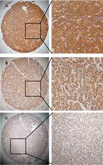 SLC41A3 Antibody in Immunohistochemistry (IHC)