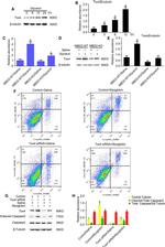 TOX4 Antibody in Western Blot (WB)