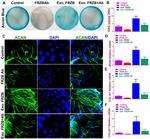 Aggrecan Neo Antibody in Immunohistochemistry, Immunocytochemistry (IHC, ICC/IF)